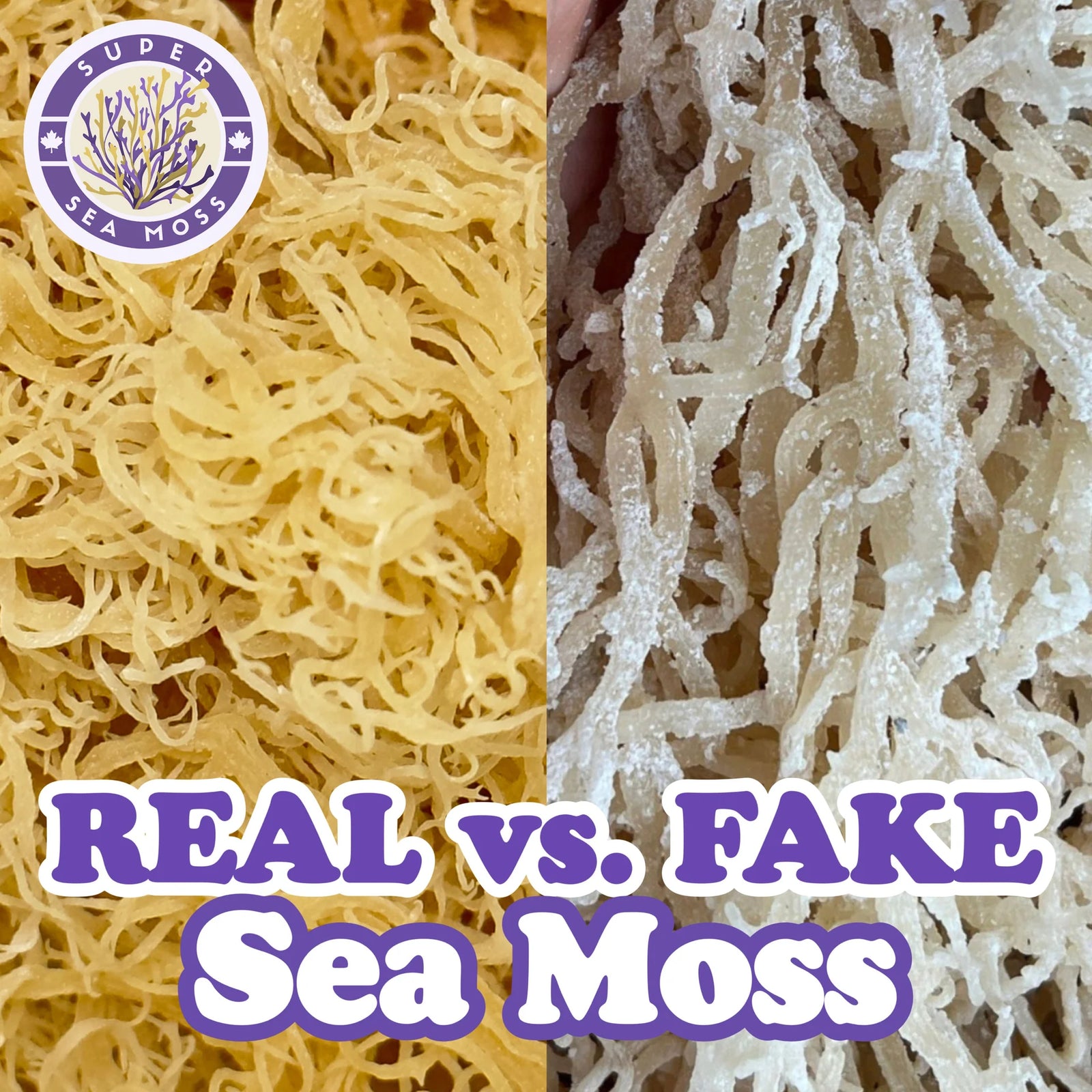 Real vs Fake Sea Moss