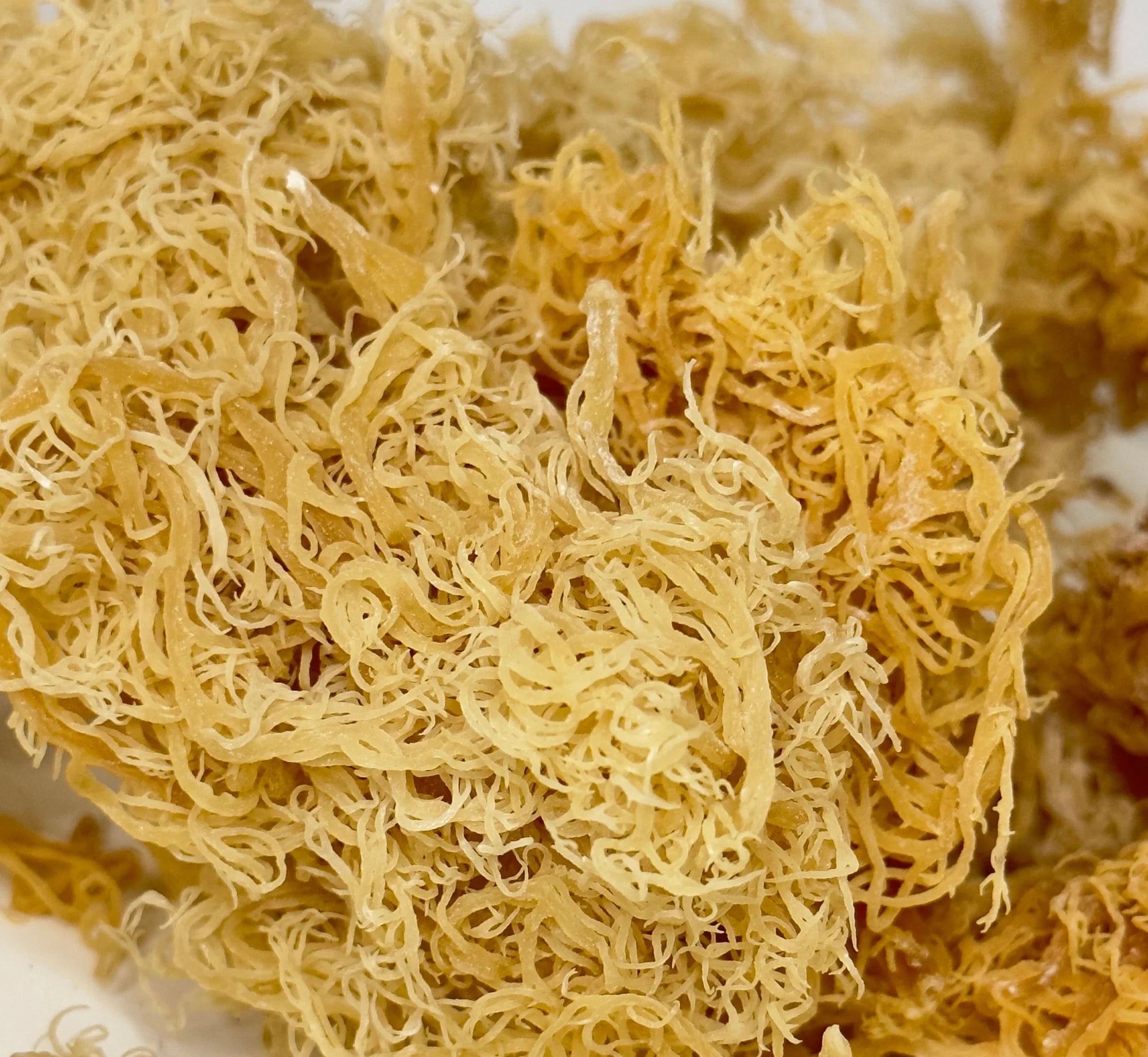 Getrocknetes Gold Sea Moss (Großhandel) KOSTENLOSER VERSAND - Super Sea Moss