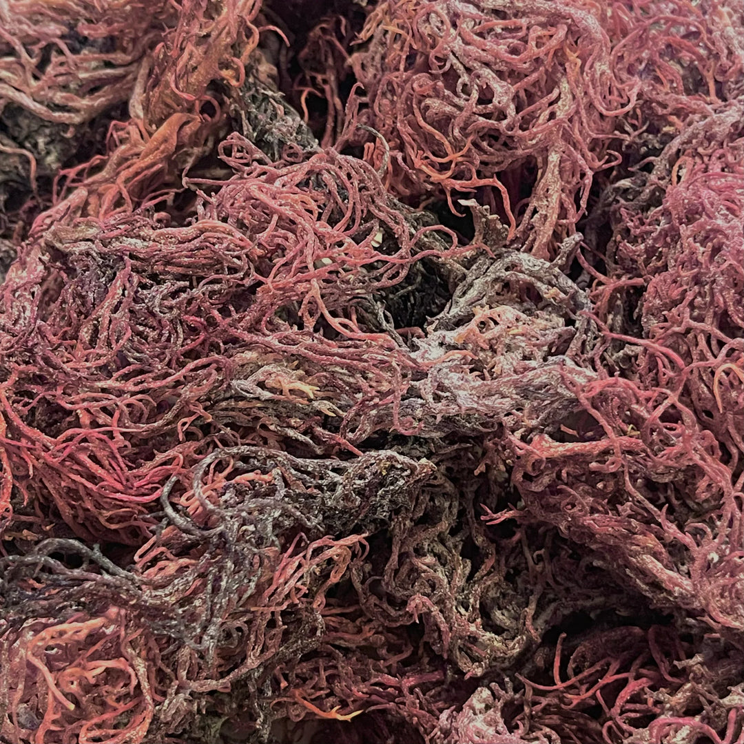 Getrocknetes Purple Sea Moss (Großhandel) KOSTENLOSER VERSAND - Super Sea Moss