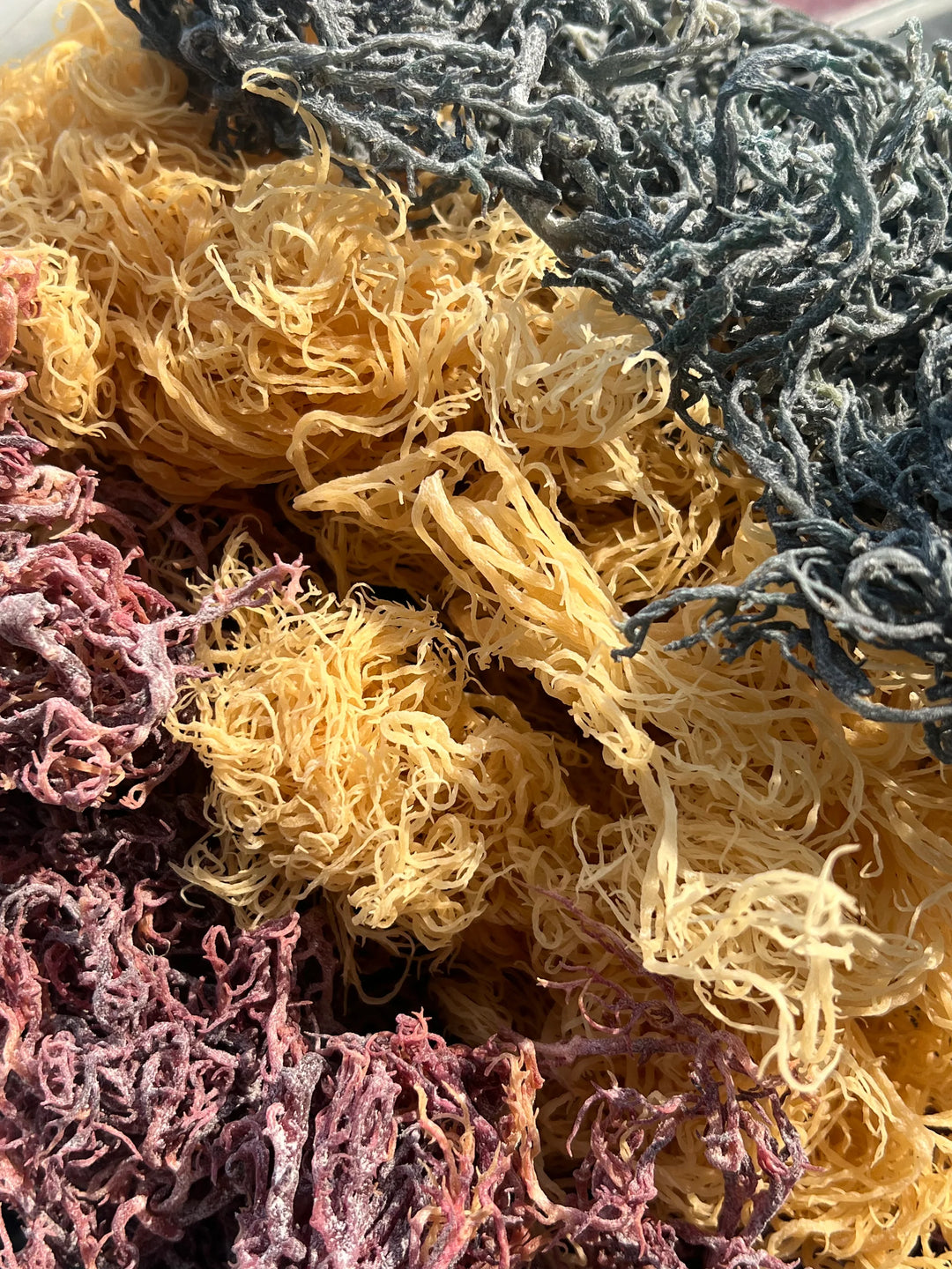 Getrocknetes Rainbow/Full Spectrum Sea Moss (Großhandel) KOSTENLOSER VERSAND - Super Sea Moss