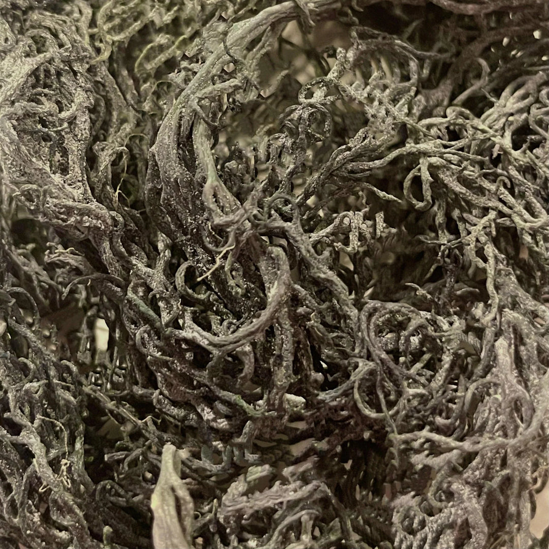 Getrocknetes Green Sea Moss (Großhandel) KOSTENLOSER VERSAND - Super Sea Moss